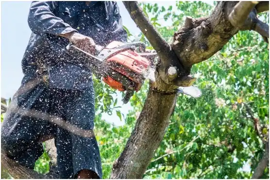 tree services Penn Estates